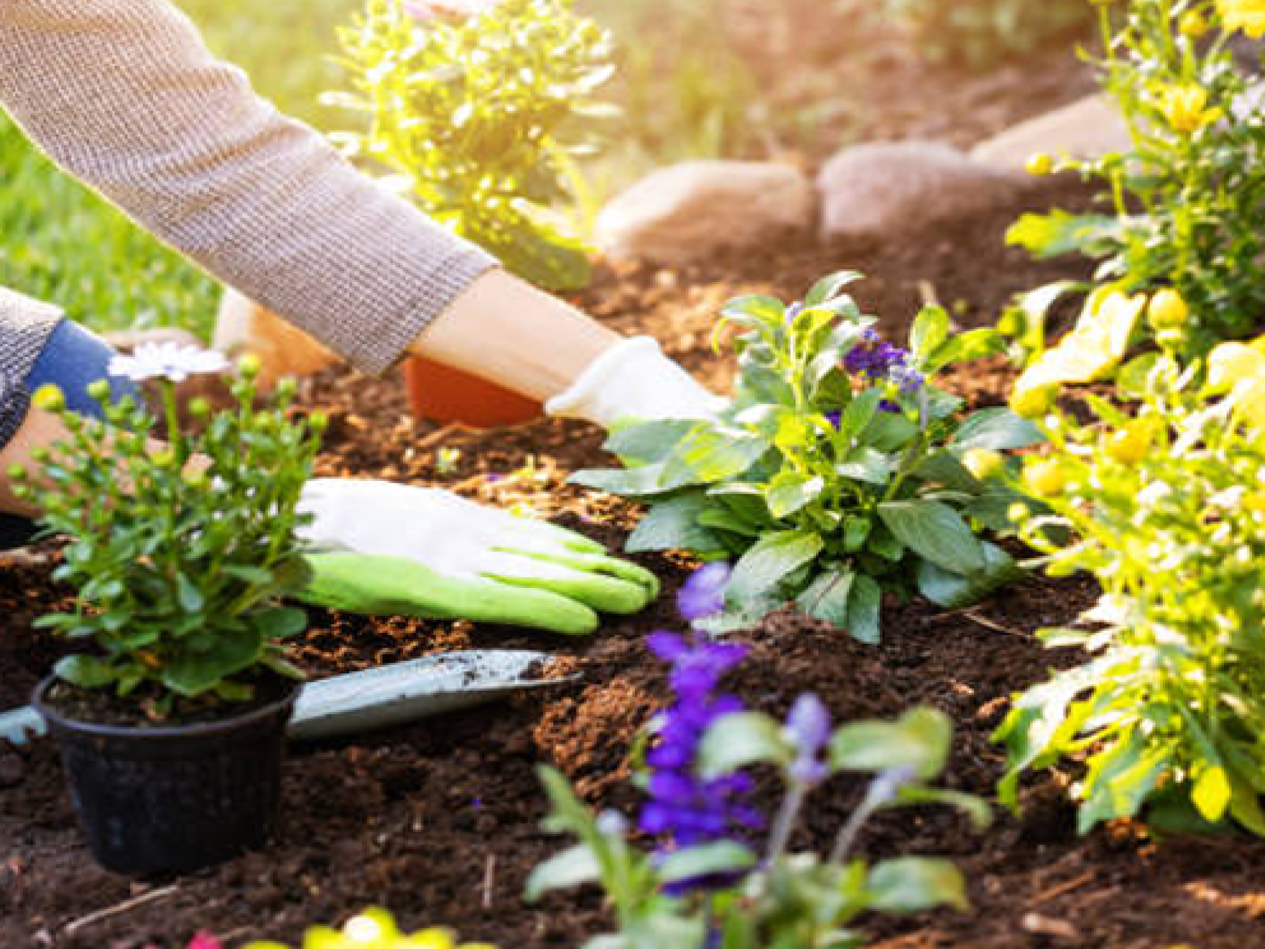 Comment démarrer un jardin exotique rabat pour jardiner débutants